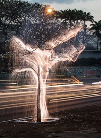 Бразильський фотограф показав світло, що спадає з дерев