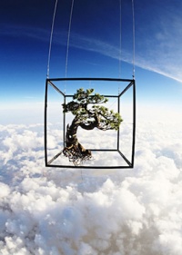 Японський фотограф вирушив у навколосвітню подорож із деревом бонсай